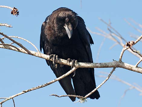 American Crow (Corvus brachyrhynchos)