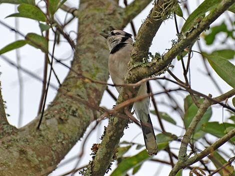 Blue Jay (Cyanocitta cristata)