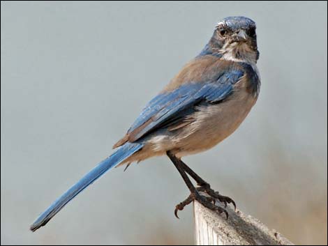 Western Scrub-Jay (Aphelocoma californica)