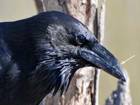 Chihuahuan Raven (Corvus cryptoleucus)