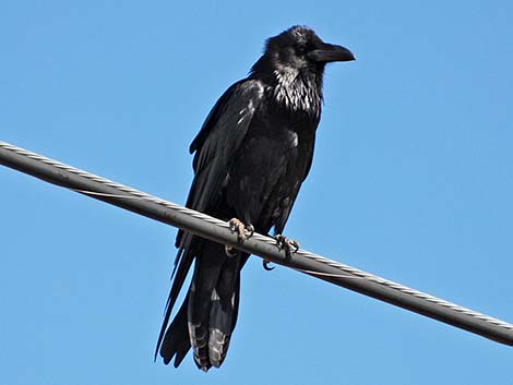 Chihuahuan Raven (Corvus cryptoleucus)