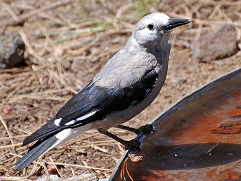 Clark's Nutcracker (Nucifraga columbiana)