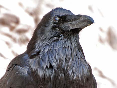 Common Raven (Corvus corax)