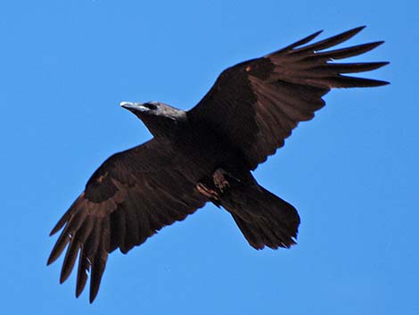 Common Raven (Corvus corax)