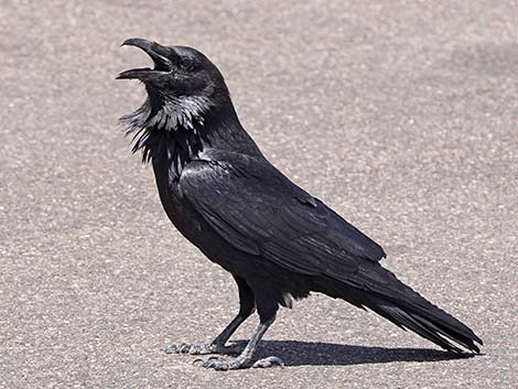 Common Raven (Corvus corax)