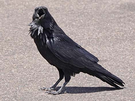 Common Raven (Corvus corax)