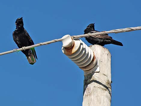 Fish Crow (Corvus ossifragus)