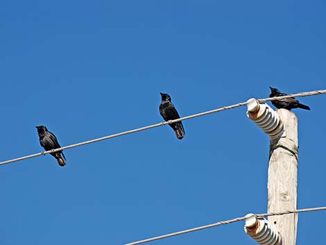 Fish Crow (Corvus ossifragus)