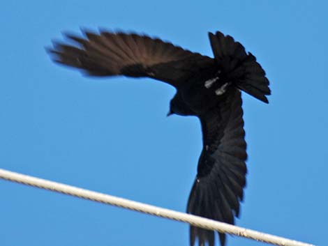 Fish Crow (Corvus ossifragus)