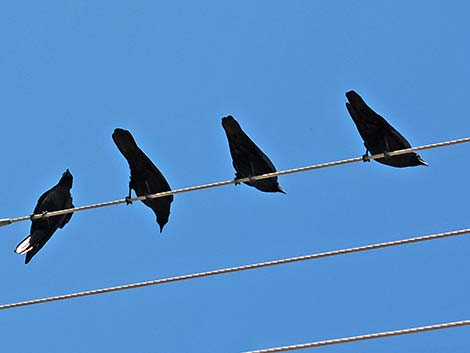 Fish Crow (Corvus ossifragus)