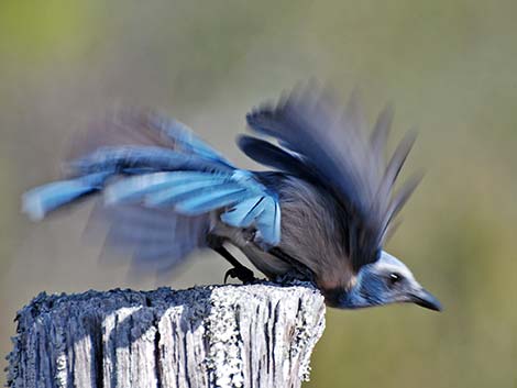 Florida Scrub-Jay (Aphelocoma coerulescens)