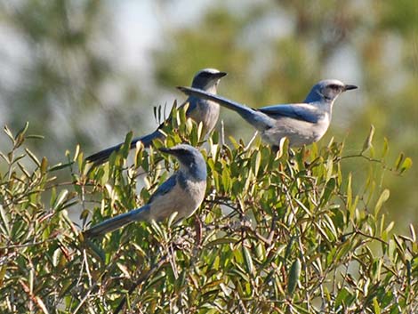 Florida Scrub-Jay (Aphelocoma coerulescens)