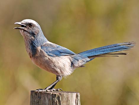 Florida Scrub-Jay (Aphelocoma coerulescens)