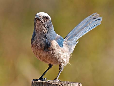 Florida Scrub-Jay (Aphelocoma coerulescens)