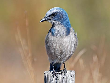 Florida Scrub-Jay (Aphelocoma coerulescens)