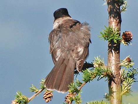 Canada Jay (Perisoreus canadensis)