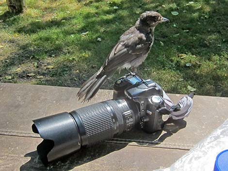 Canada Jay (Perisoreus canadensis)