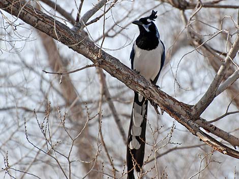 Black-throated Magpie Jay (Calocitta colliei)