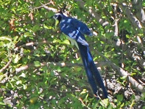 Black-throated Magpie Jay (Calocitta colliei)