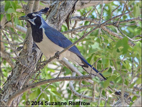 Black-throated Magpie Jay (Calocitta colliei)