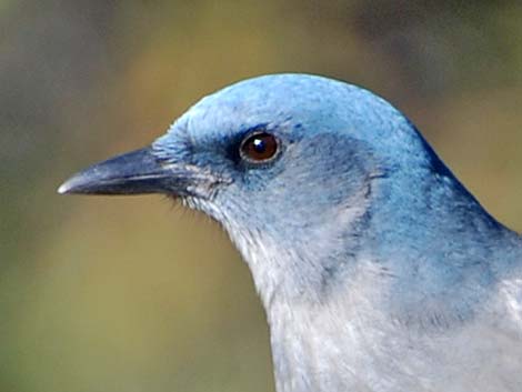 Mexican Jay (Aphelocoma ultramarina)