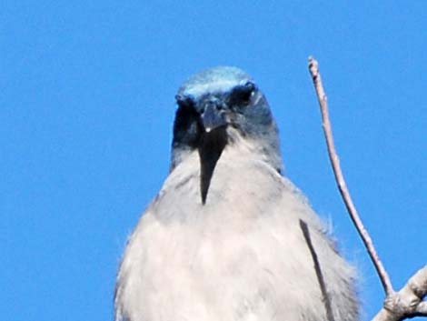 Mexican Jay (Aphelocoma ultramarina)