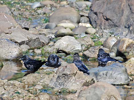 Northwestern Crow (Corvus caurinus)