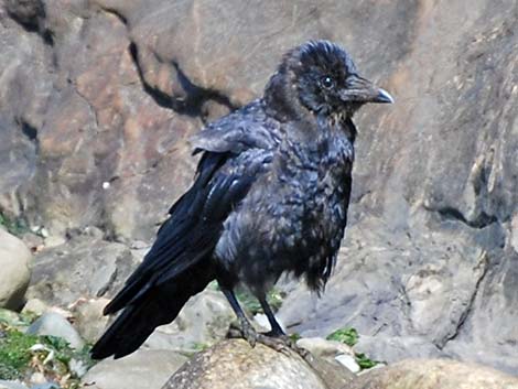 Northwestern Crow (Corvus caurinus)