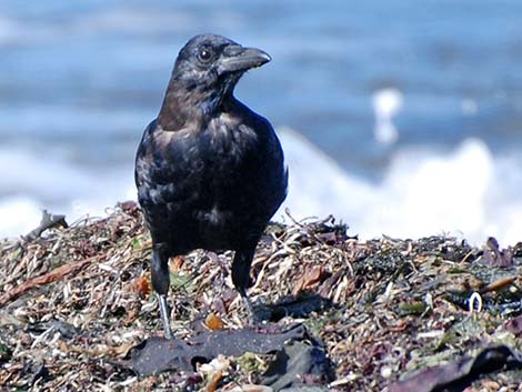 Northwestern Crow (Corvus caurinus)