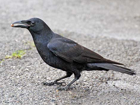 Northwestern Crow (Corvus caurinus)