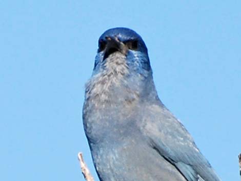 Pinyon Jays (Gymnorhinus cyanocephalus)