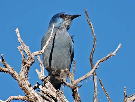 Pinyon Jays (Gymnorhinus cyanocephalus)