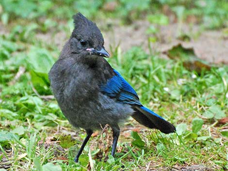 Steller's Jay (Cyanocitta stelleri)