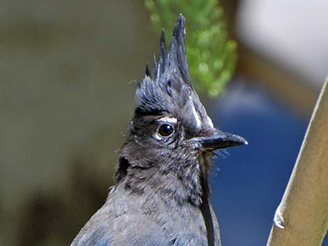 Steller's Jay (Cyanocitta stelleri)