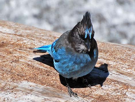 Steller's Jay (Cyanocitta stelleri)