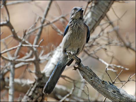 Western Scrub-Jay (Aphelocoma californica)