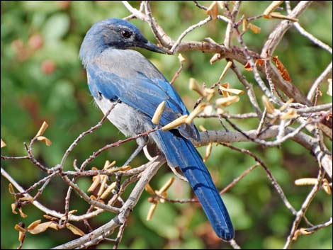 Wildlife Around Las Vegas, Woodhouse's Scrub-Jay (Aphelocoma woodhouseii)