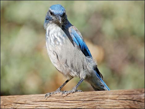 Western Scrub-Jay (Aphelocoma californica)