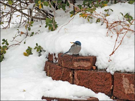 Western Scrub-Jay (Aphelocoma californica)