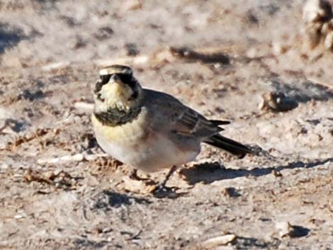 Horned Lark (Eremophila alpestris)