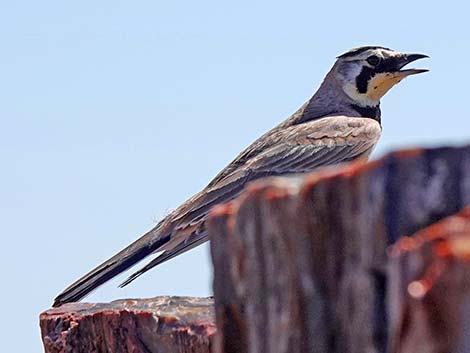 Horned Lark (Eremophila alpestris)