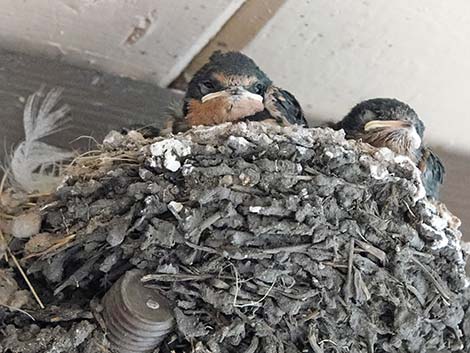 Barn Swallow (Hirundo rustica)