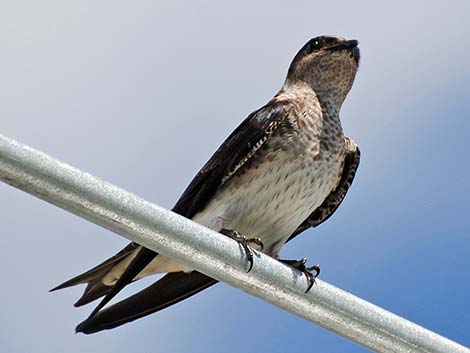 Purple Martin (Progne subis)