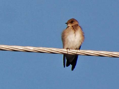 Northern Rough-winged Swallow (Stelgidopteryx serripennis)