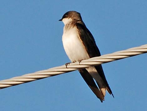 Tree Swallow (Tachycineta bicolor)