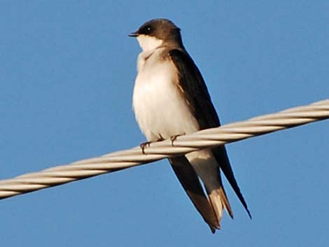 Tree Swallow (Tachycineta bicolor)