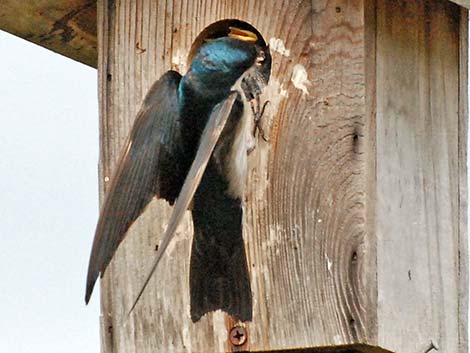 Tree Swallow (Tachycineta bicolor)