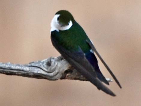 Violet-green Swallow (Tachycineta thalassina)