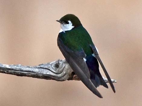 Violet-green Swallow (Tachycineta thalassina)