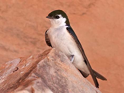 Violet-green Swallow (Tachycineta thalassina)